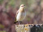 Кам'янка звичайна Northern Wheatear.