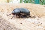 Дупляк кукурудзяний (Pentodon idiota)