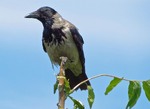 Ворона сіра (Corvus cornix)