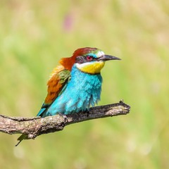 Бджолоїдка (Merops apiaster)