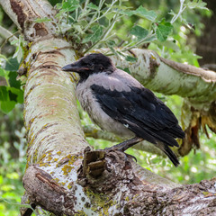 Ворона сіра (Corvus cornix L.) малеча.