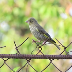 Зеленяк (Chloris chloris ) European Greenfinch