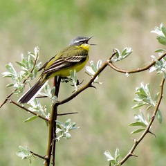 Плиска жовта  (лат. Motacilla flava) Yellow Wagtail | Желтая трясо