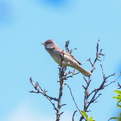 Кропив'янка рябогруда  (Curruca nisoria)