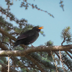 Дрізд чорний (Turdus merula) Eurasian Blackbird,Черный дрозд