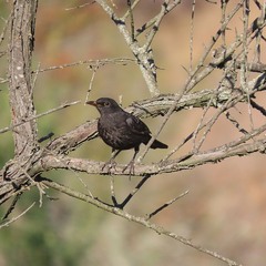 Дрізд чорний(Turdus merula) Eurasian Blackbird. Чёрный дрозд.