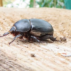 Дупляк кукурудзяний (Pentodon idiota)
