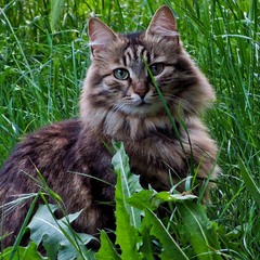 Кот в траве.