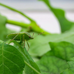 зелёный овощной клоп (Nezara viridula L.)