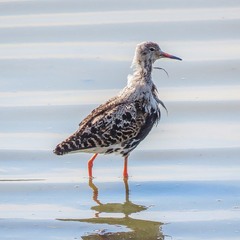 Брижач.Турухтан (Philomachus pugnax) Ruff.