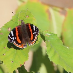 Адмирал (Vanessa atalanta).