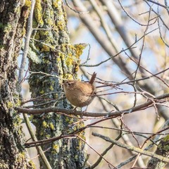 Волове очко (Troglodytes troglodytes)