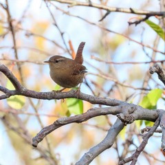 Волове очко (Troglodytes troglodytes)