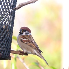Горобець польовий.