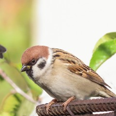 Горобець польовий.