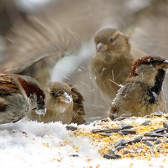 Зимова симфонія горобців.