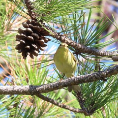 Вівчарик  весняний.