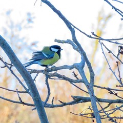 Синиця велика (Parus major)