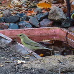 Вівчарик  начеб то весняний.