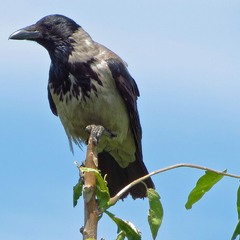 Ворона сіра (Corvus cornix)