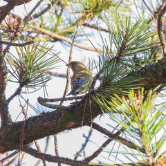 Зеленяк (Chloris chloris ) European Greenfinch