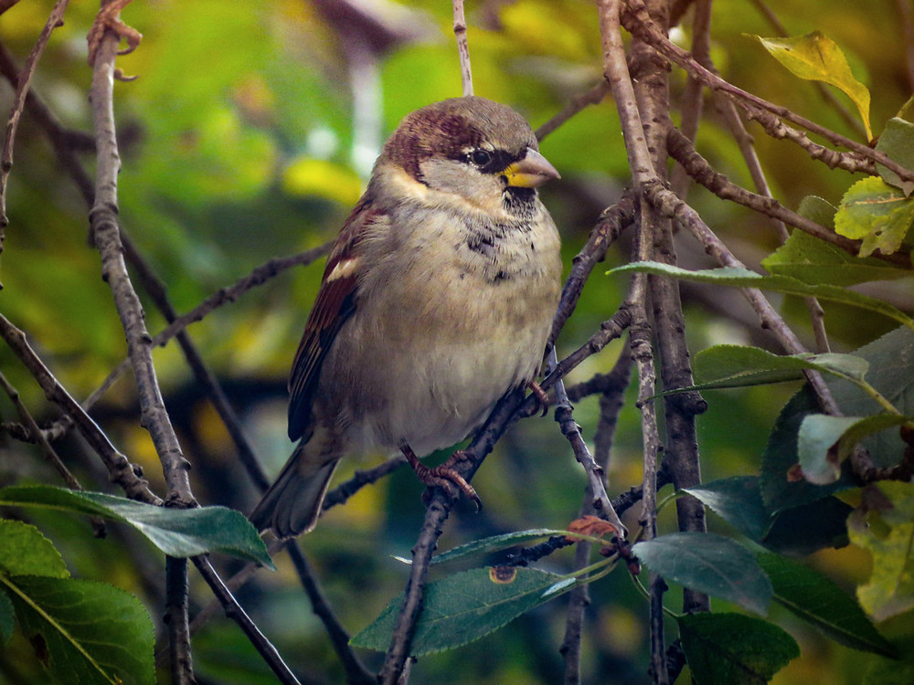 Каналов птичка. Домовый Воробей (лат. Passer domesticus). Пустынный Воробей (лат. Passer Simplex). Воробей Домовой фото. Желтобрюхий Воробей (лат. Passer flaveolus).