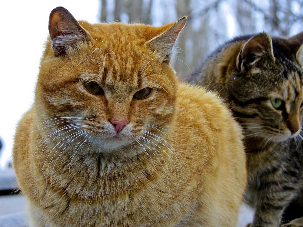 Кот рыжик фото