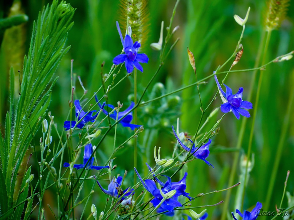 Полевые цветы синего цвета фото и названия