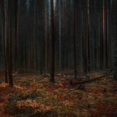 В темном лесу