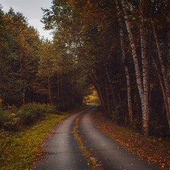 Осенняя лесная дорога