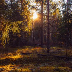 Волшебное утро в лесу
