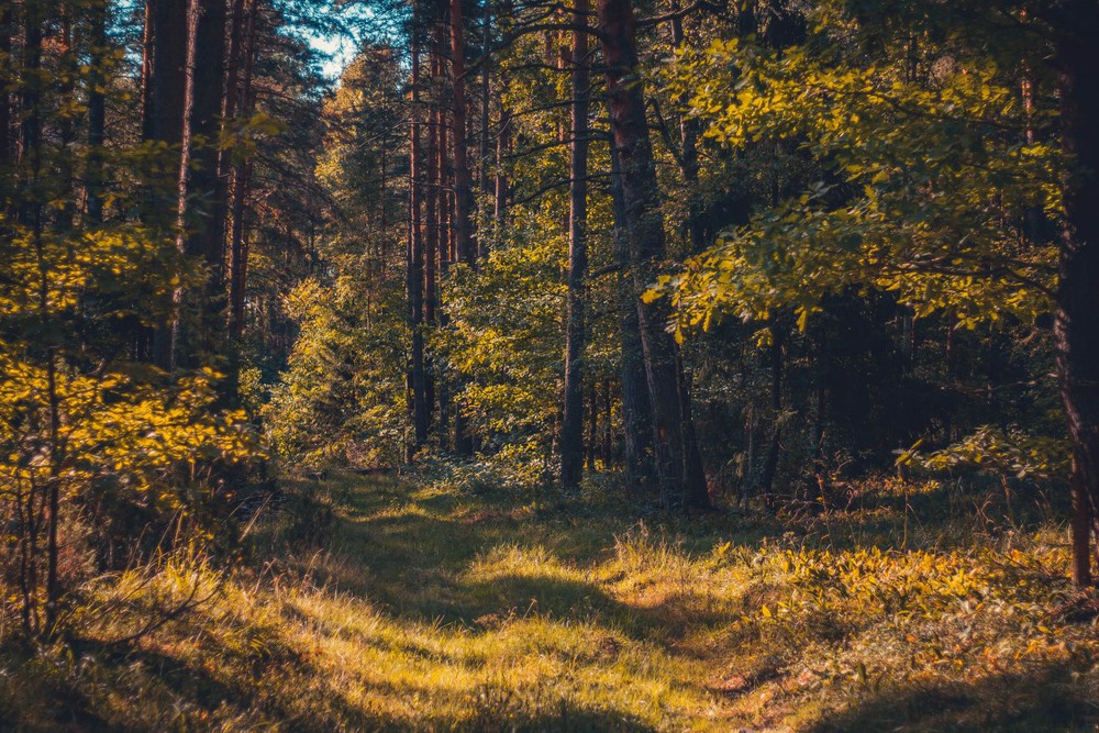 Лес и тепло. Теплый лес. Сосновый лес тёплый. Теплый пейзаж лес. Теплый лес Эстетика.