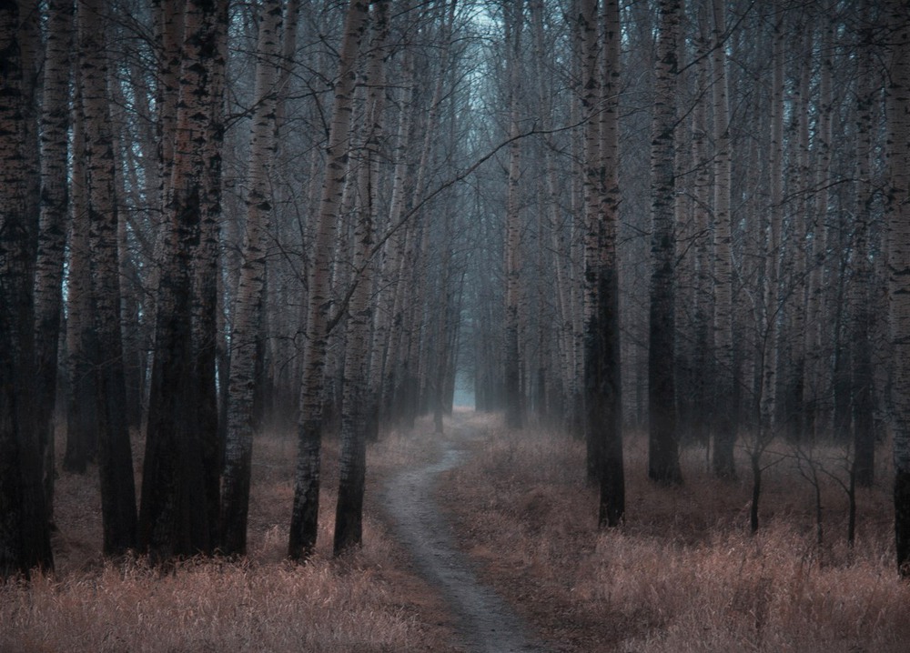 Лес ночью фото без фотошопа