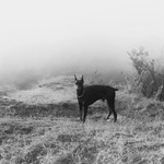 Прогулянка в тумані