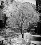 Парасолька