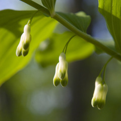 Купена душистая (Polygonatum odoratum)