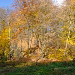 Парк Погулянка