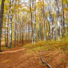 Осінніми стежками