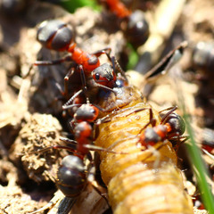 Защита муравейника