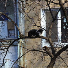 Котик спит на дереве))