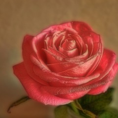 Ещё одна роза