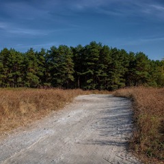 Дорога в лес