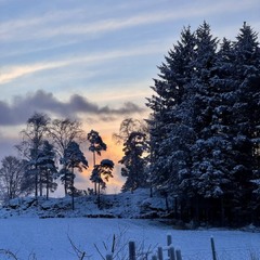 Сніжний ранок