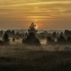 Миколині тумани...