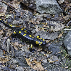 Закарпатська саламандра