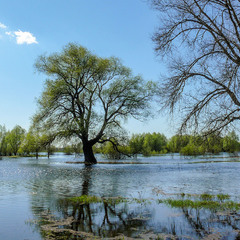 Озеро Солонецьке в повінь