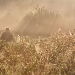В погоні за "Миколині тумани"