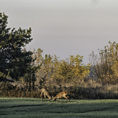 Протистояння.