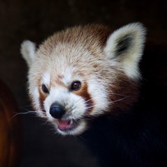 Не зазіхай на мій гарбуз!