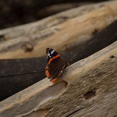 Августовская бабочка